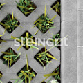 SteinGot